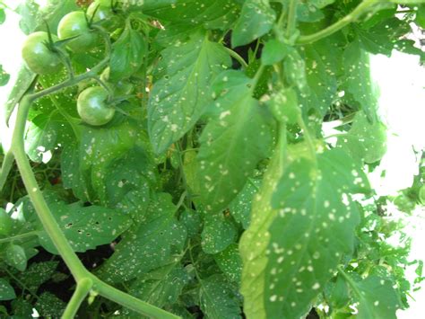 Flea Beetle Damage to Tomato Plants – Horticulture For Home Gardeners