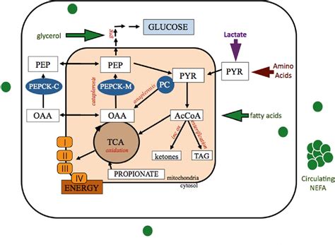 Figure 1 from The Role of TCA Cycle Anaplerosis in Ketosis and Fatty ...