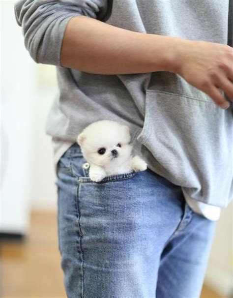 Các bức ảnh siêu dễ thương về a little cute dog đáng yêu biết bao