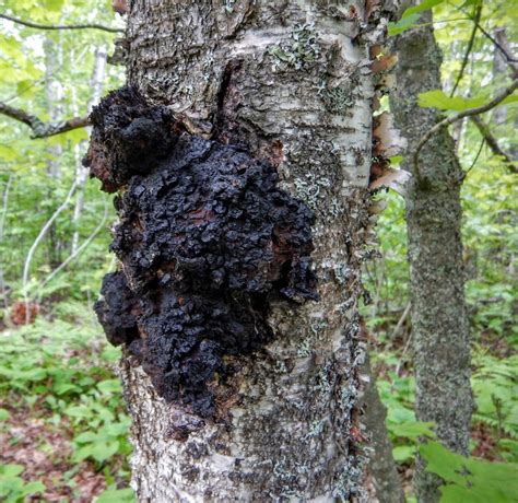 Chaga Mushrooms For Optimal Antiviral Protection in 2020 | Chaga mushroom, Chaga, Mushroom ...