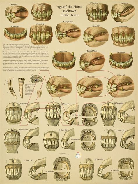 Equine Dental Age of Horse by Teeth Poster 18 X 24 Veterinary Anatomical Chart Paper or ...