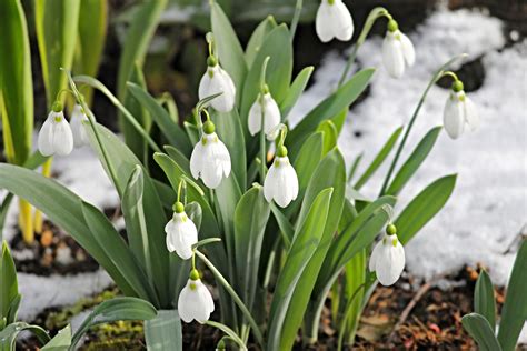 January Birth Flowers: Carnation and Snowdrop | What Do They Mean ...