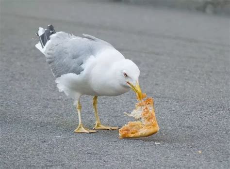 Seagull snatches chihuahua Gizmo from garden - leaving dog's owner distraught - Irish Mirror Online