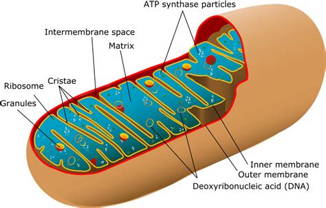 Describe the function of mitochondria