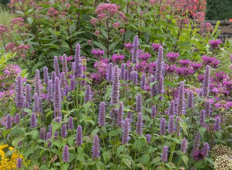 How to Plant Anise Hyssop in Your Garden (Tricks to Care!)