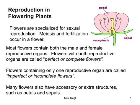 Reproduction Synonym