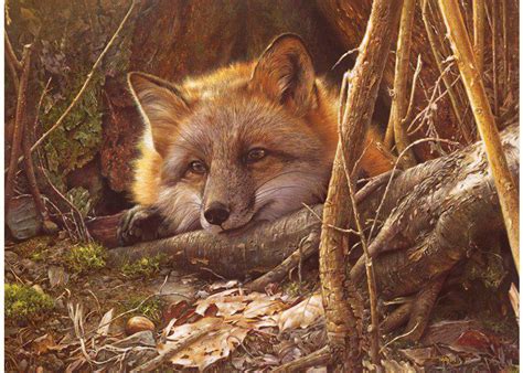 A Touch Of Warmth – Wildlife Paintings & Prints For Sale By Denis Mayer Jr.