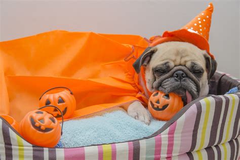 Dogs And Halloween Wallpapers - Wallpaper Cave