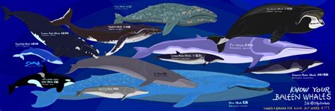 Baleen whales size chart I drew, click to see full image. Feel free to give feed back🙏 ...