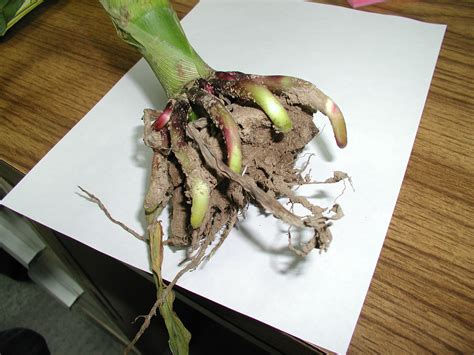 Corn Rootworm Damage – PlantDOC