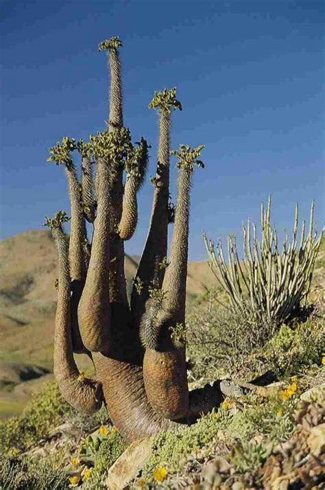 Halfmens, Namib Desert | Unusual plants, Trees to plant, Weird plants