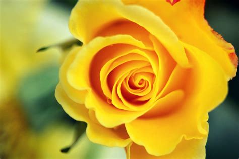 Wallpapers Yellow Rose - Wallpaper Cave