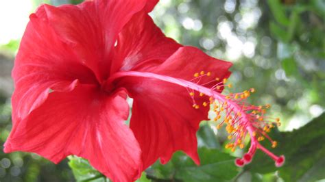 Hibiscus: The story of Malaysia’s national flower - ExpatGo