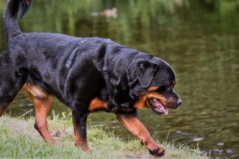 5 Radiant Rottweiler Colors - Standard & "Rare" Colors