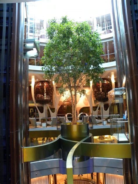 Celebrity Solstice Class ships all have a 20 ft ficus tree suspended in ...