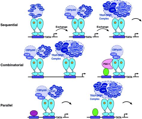 The coregulator exchange in transcriptional functions of nuclear receptors