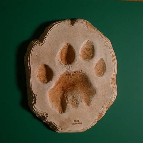 African Lion Footprint Cast - SkeletonsAndSkullsSuperstore