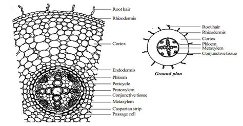 Describe the Internal Structure of Monocot Root