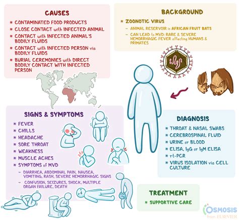 Marburg Virus: What Is It, Causes, Treatment, and More | Osmosis