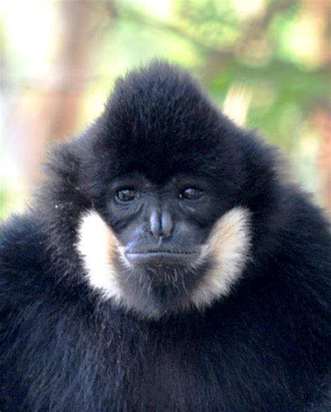 Northern Yellow-Cheeked Gibbon – Endangered Primate Rescue Center