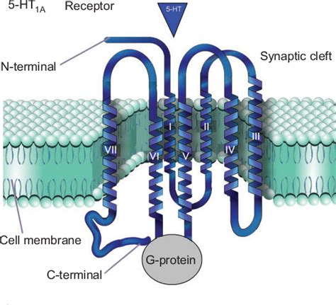 5-HT1A receptor as a key player in the brain 5-HT system | Semantic Scholar