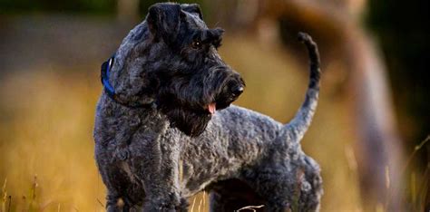 Kerry Blue Terrier Breeders Australia | Kerry Blue Terrier Info & puppies