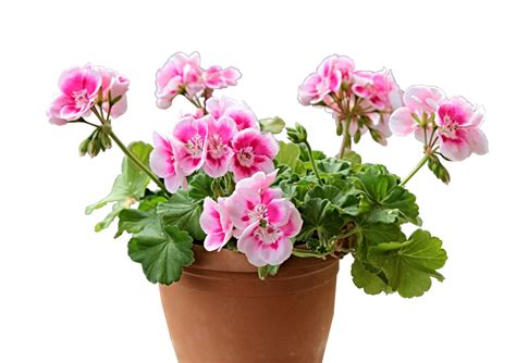 Geranium - care in spring, summer and winter