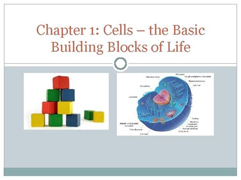 Chapter 1 Cells the Basic Building Blocks of