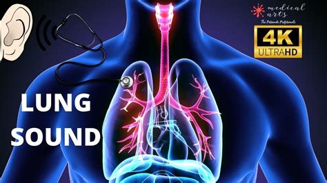 Normal Breathing Sound Effect - 3D Lungs Physiology 4k - YouTube