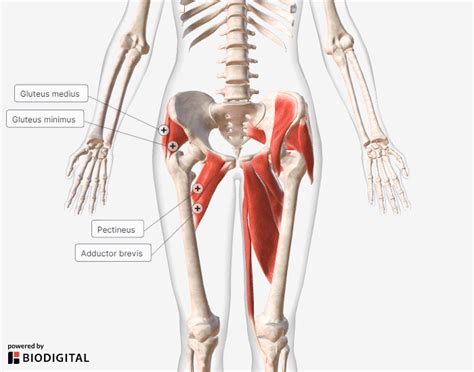 How to Improve Hip Internal Rotation (Fix Knee Pain!) - Precision Movement