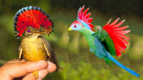 10 Most Amazing Unique Birds In The World – Otosection