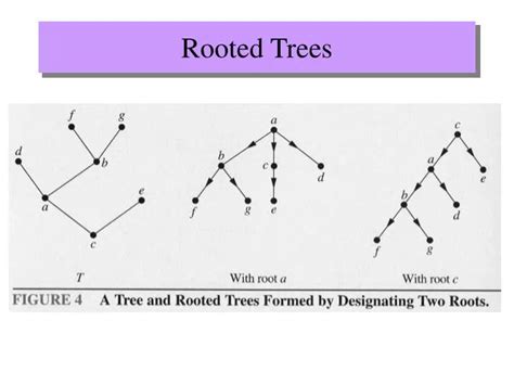 PPT - Rooted Trees PowerPoint Presentation, free download - ID:549234