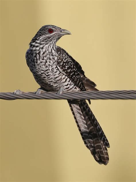 14. Asian Koel (ಕೋಗಿಲೆ - Kogile)