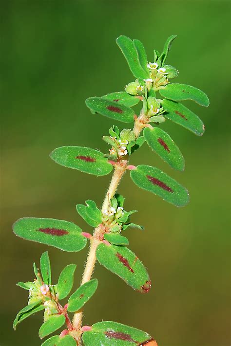 Euphorbia maculata | Flora of Cyprus — a dynamic checklist