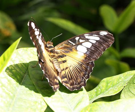 1920x1080 wallpaper | black white and yellow butterfly | Peakpx