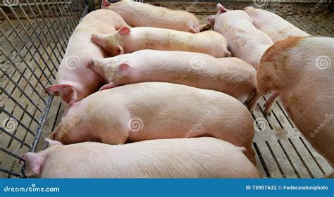 Fat and Tired Asleep Pig in Pig-breeding Farm Stock Photo - Image of ...