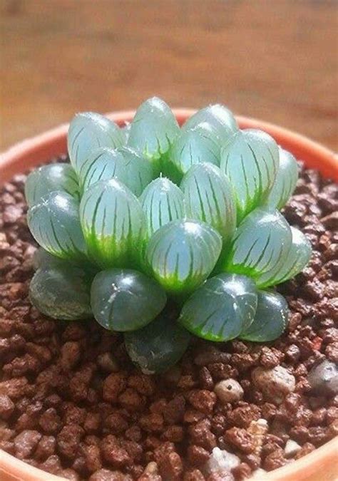 You Can Get A Clear Succulent Plant That Looks Like Tiny Opals And I Need One Immediately ...