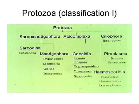 Protozoan parasites GwyAm Shin Office Room 2335 4225