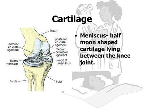 PPT - Knee Anatomy PowerPoint Presentation, free download - ID:1227045