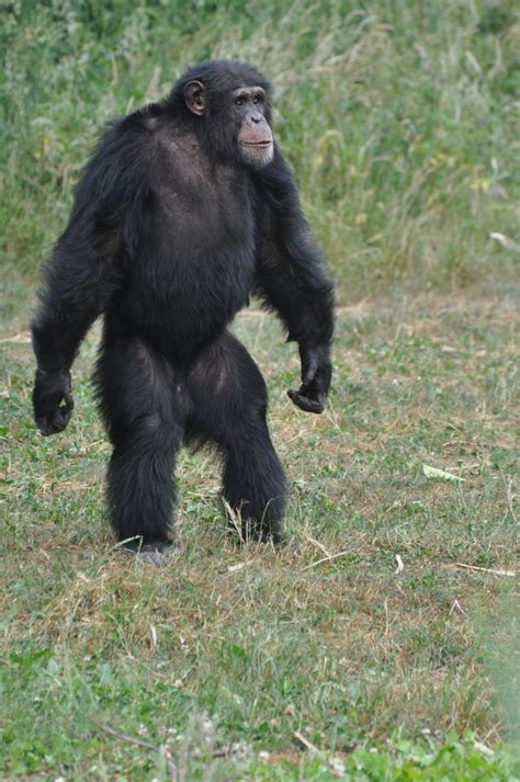 Western - West African Chimpanzee - Profile | Traits | Facts - Primates Park