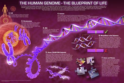 The Human Genome