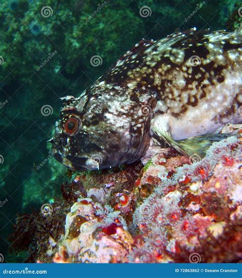 Cabezon fish stock photo. Image of central, california - 72863862