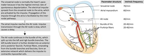 😊 Conduction system of the heart and electrocardiography. Conduction Disorders. 2019-02-08