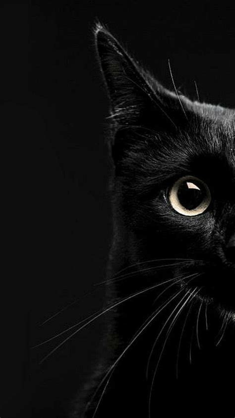 Dark Cat Wallpapers | Iphone wallpaper cat, Cat background, Cute cat wallpaper