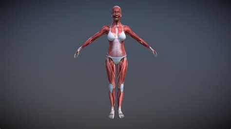 3d Female Muscle Anatomy