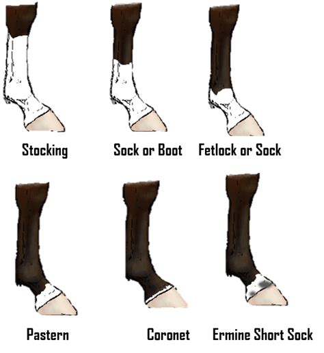 Leg markings | HORSE COURSES ONLINE