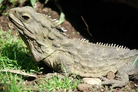 Tuátaras (Suborden Sphenodontia) · NaturaLista