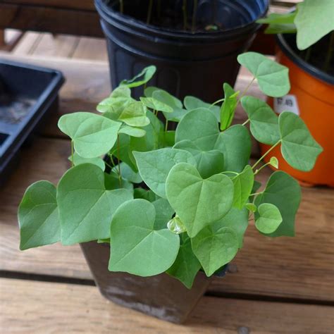 Cercis canadensis seedlings | Bonsai Earth