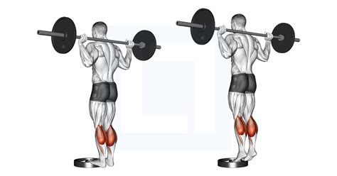 Barbell Standing Calf Raise - Guide, Benefits, and Form