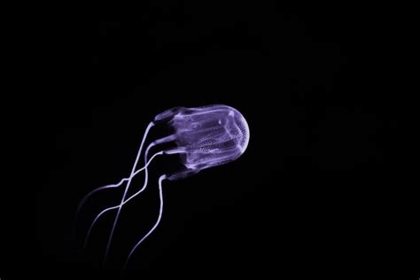 15 Mind-Blowing Box Jellyfish Facts - Fact Animal